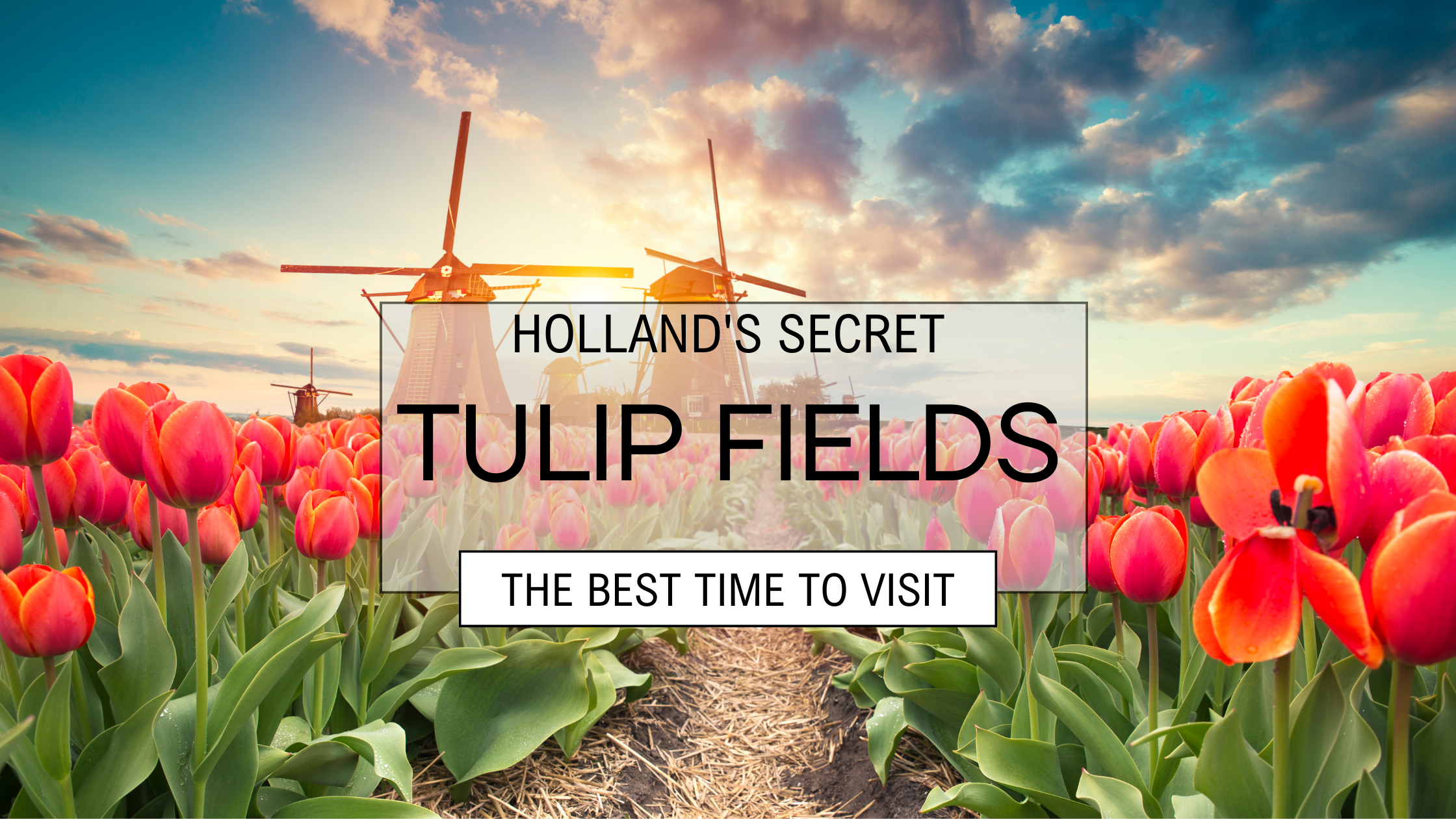 Timing Your Trip: When to Visit Holland’s Tulip Fields