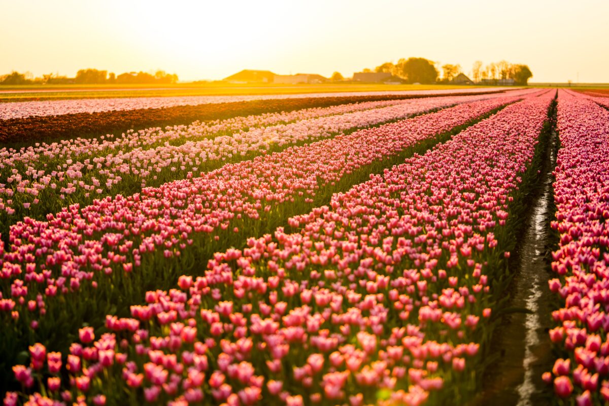 Beautiful Scenery Of A Tulips Field Under The Sunset Sky Great For A Cool Natural Background