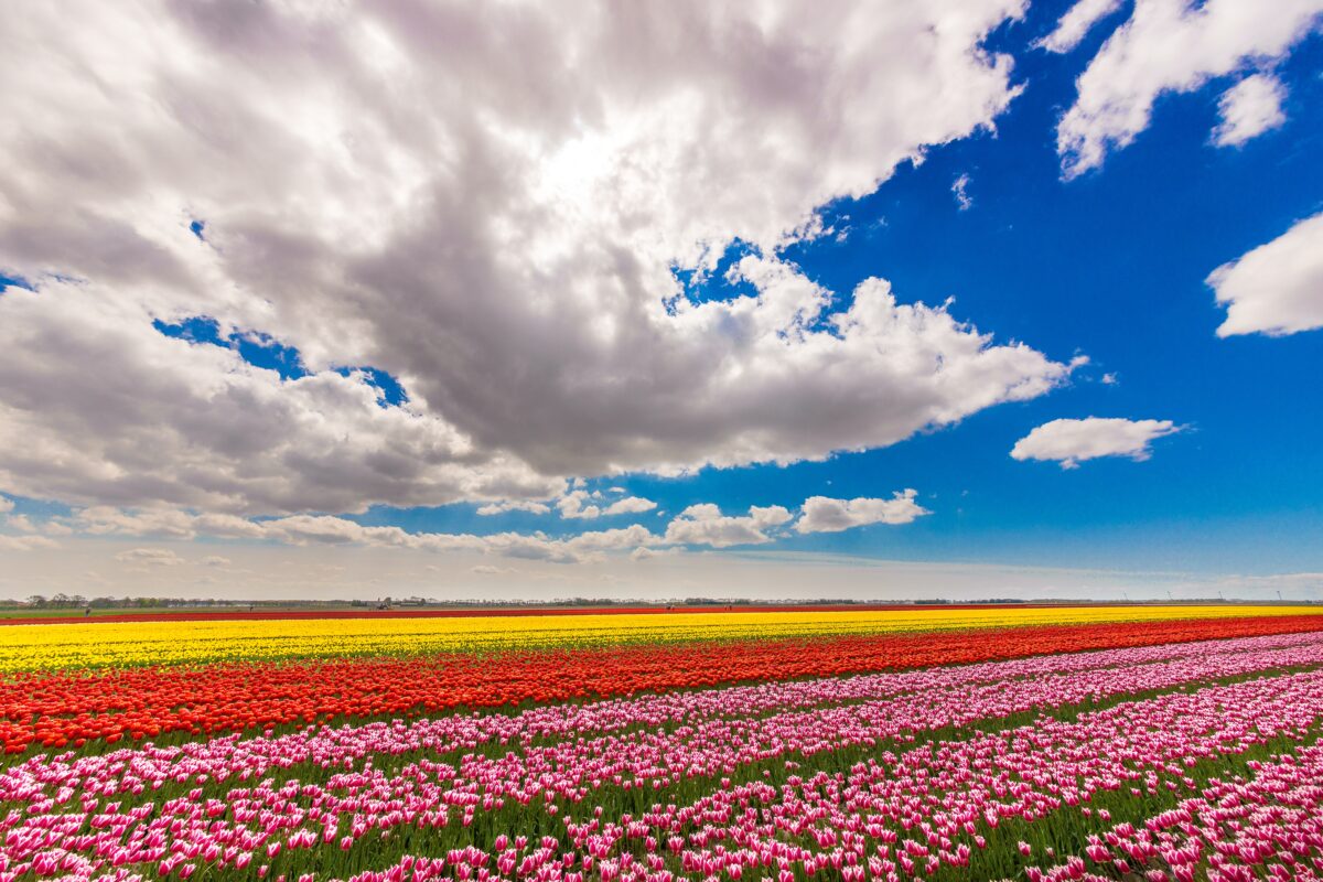 Beautiful Shot Of A Field With Different Color Flowers Under A Blue Cloudy Sky